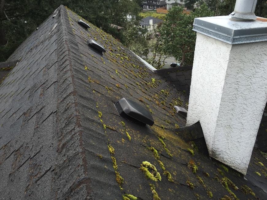 Moss on roof in Langford and Victoria BC
